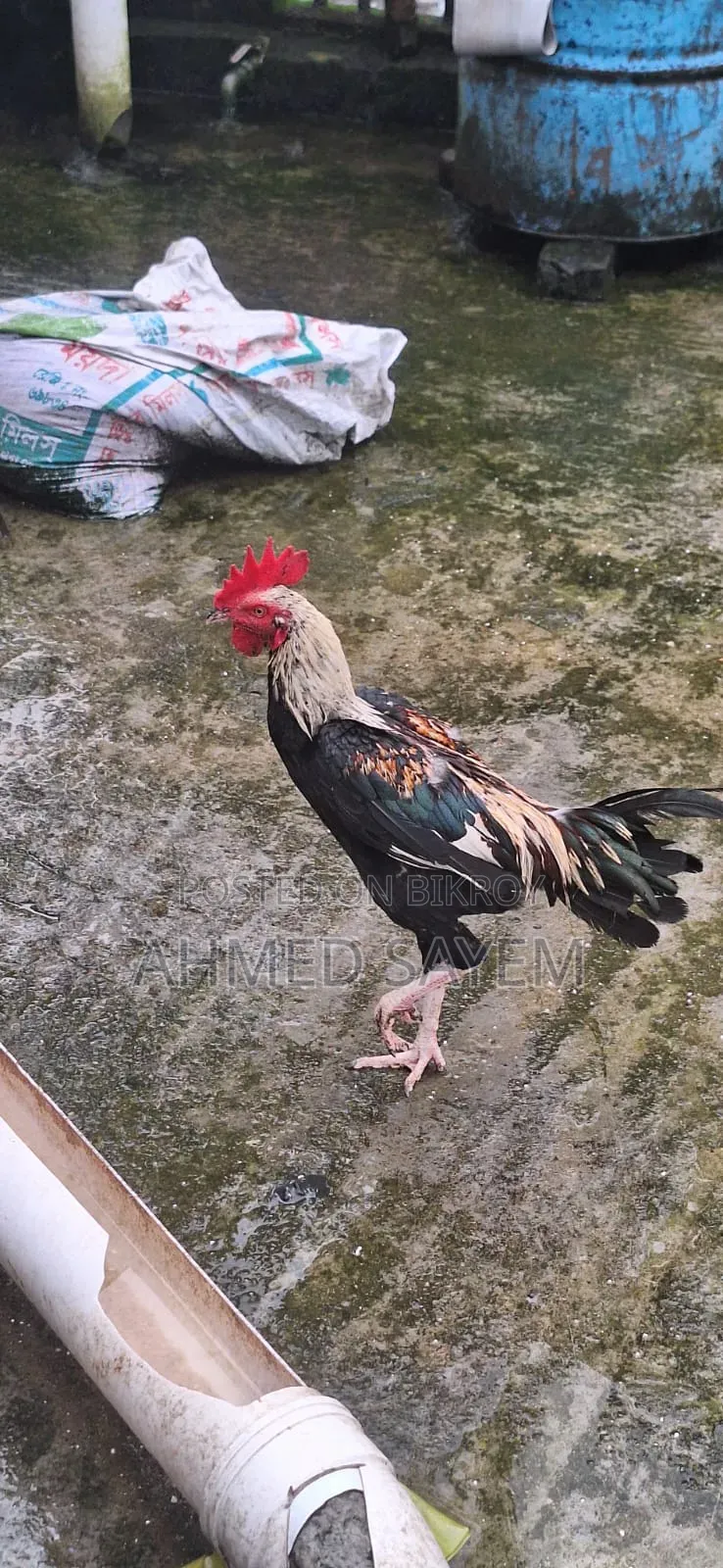 দেশি মুরগা বিক্রয় হবে