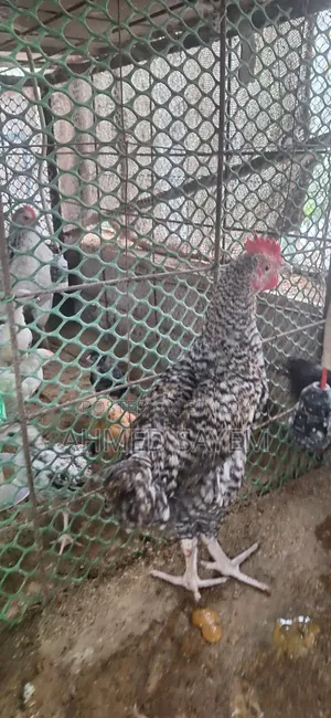 দেশি মুরগা বিক্রয় হবে