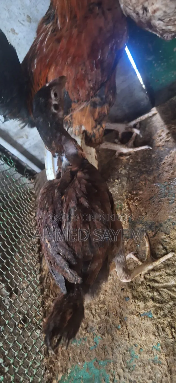 দেশি মুরগা বিক্রয় হবে