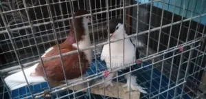 Some Running Pigeons For Sale