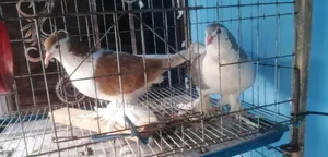 Some Running Pigeons For Sale