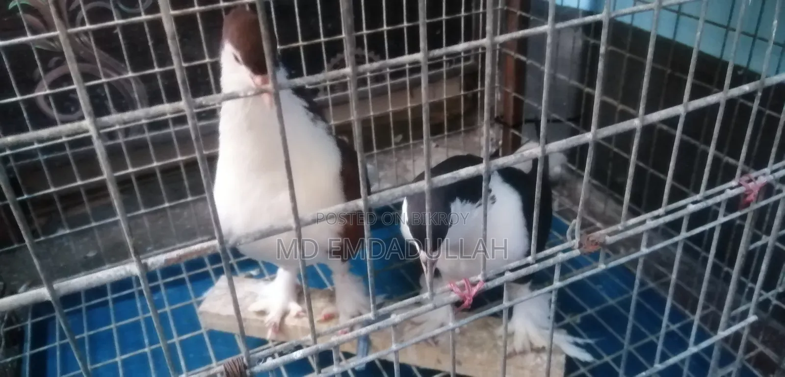 Some Running Pigeons For Sale