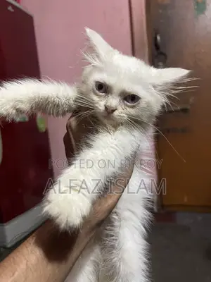 1-3 Months Male Purebred Persian