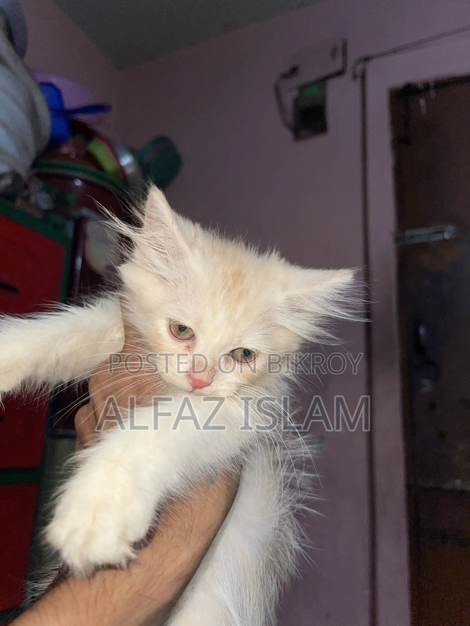 1-3 Months Male Purebred Persian