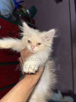 1-3 Months Male Purebred Persian