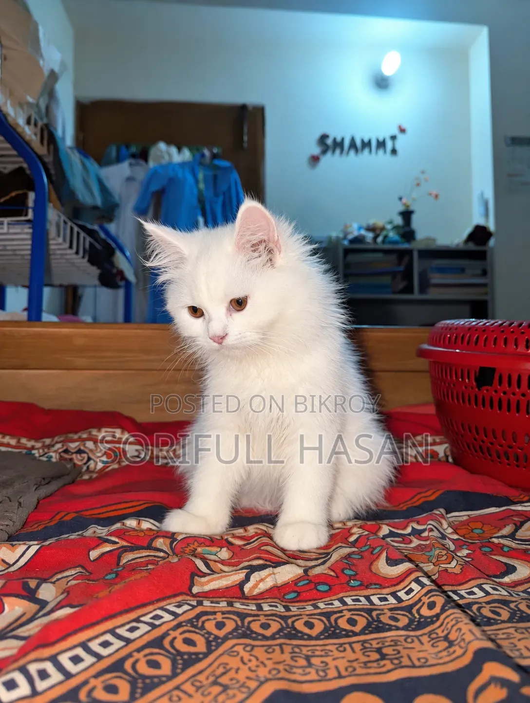 1-3 Months Male Purebred Persian