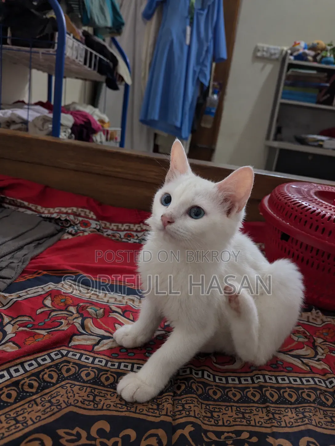 1-3 Months Male Purebred Persian