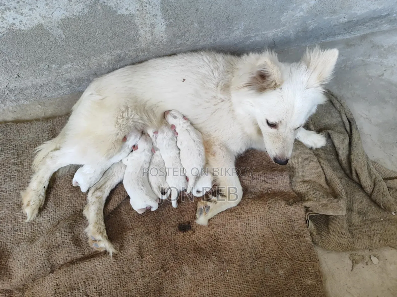 1+ Year Male Purebred Japanese Spitz