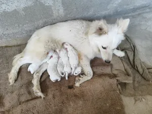 1+ Year Male Purebred Japanese Spitz