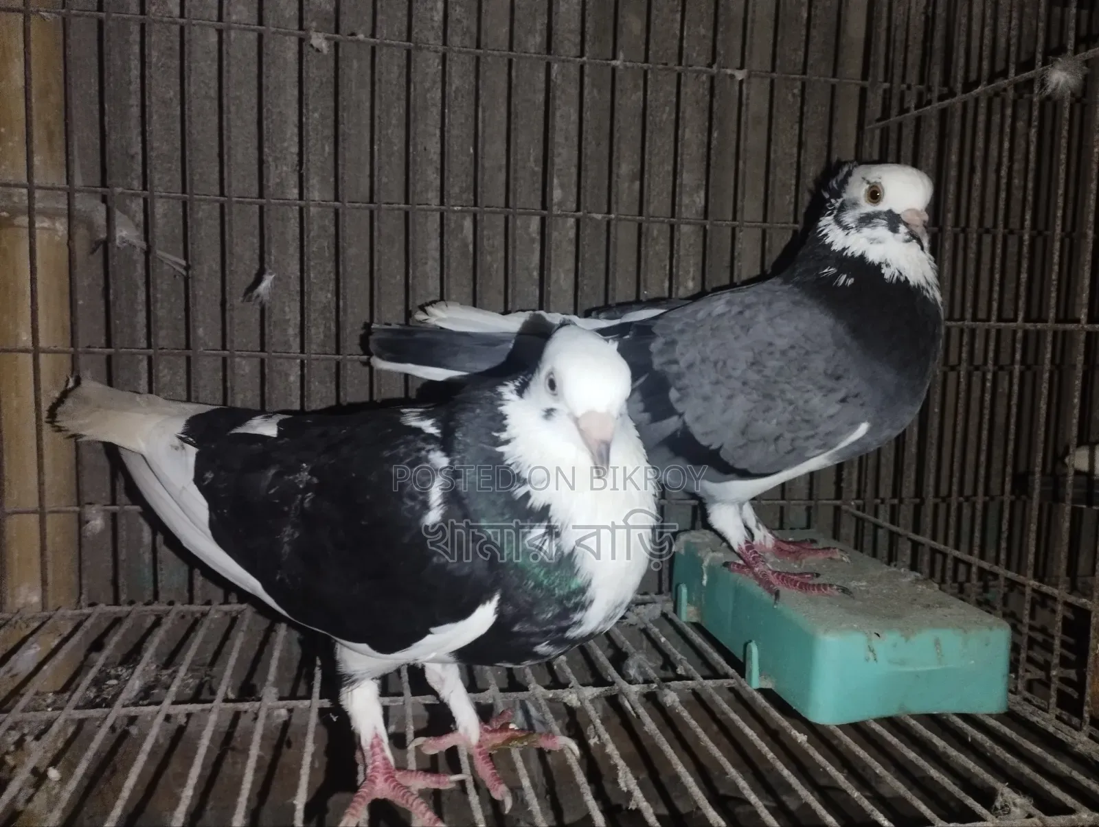 কালারিং কবুতর