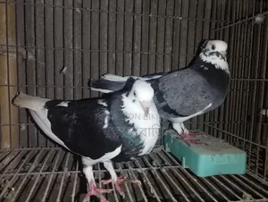 কালারিং কবুতর