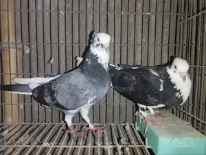 কালারিং কবুতর