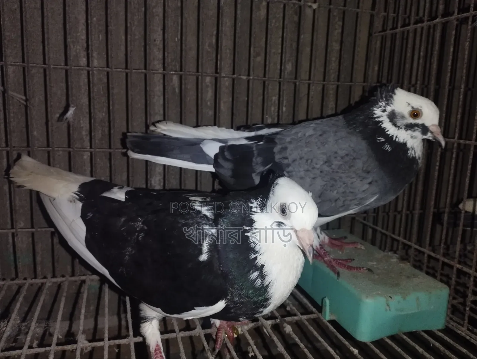 কালারিং কবুতর