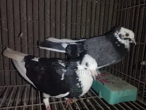 কালারিং কবুতর