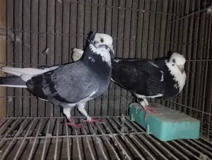 কালারিং কবুতর