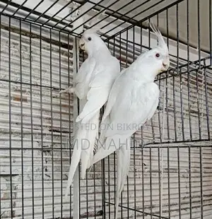 এলবিনো কোকাটেল