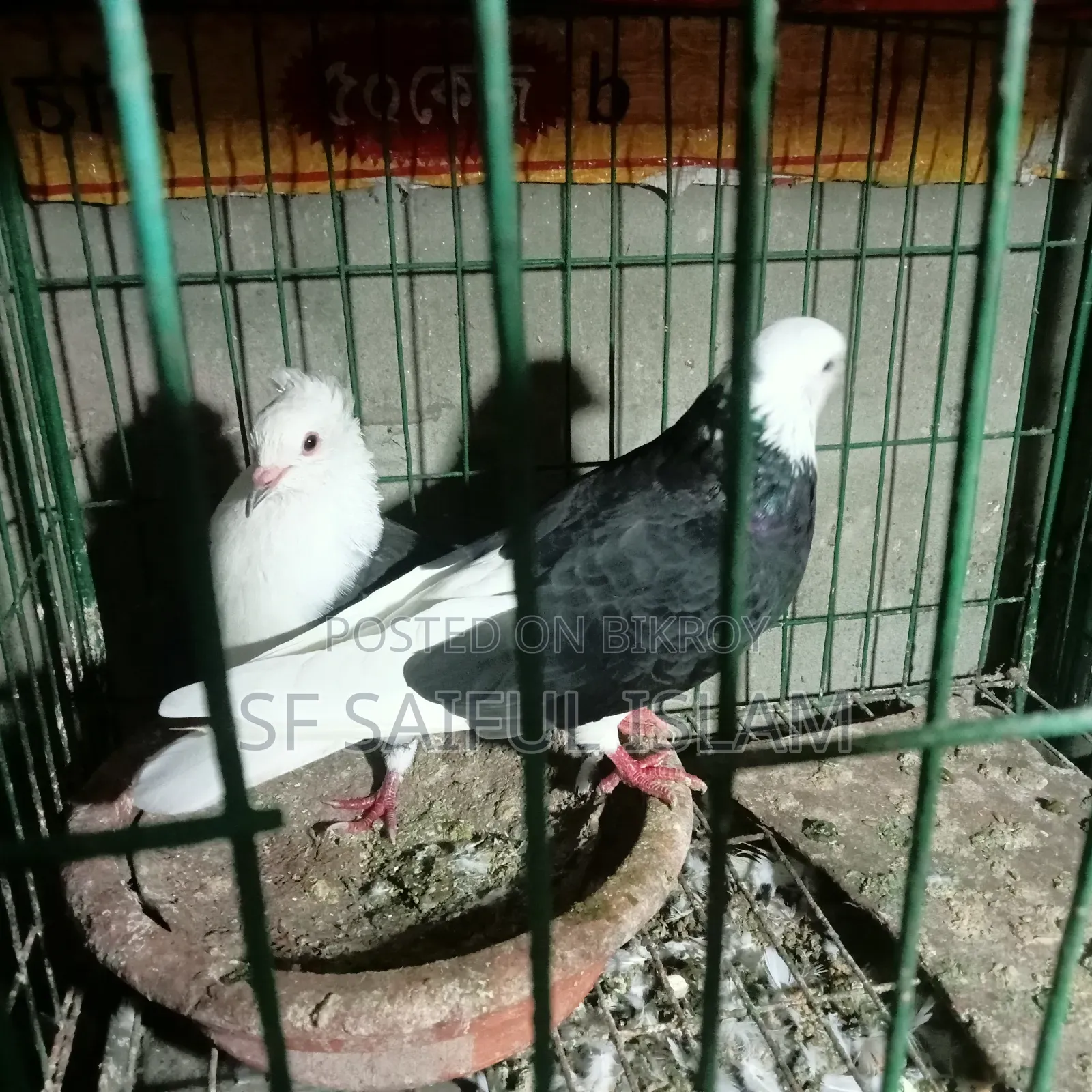 Golla Kobutor