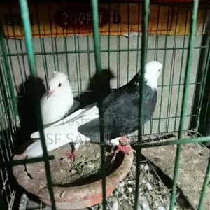 Golla Kobutor