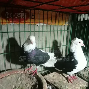 Golla Kobutor