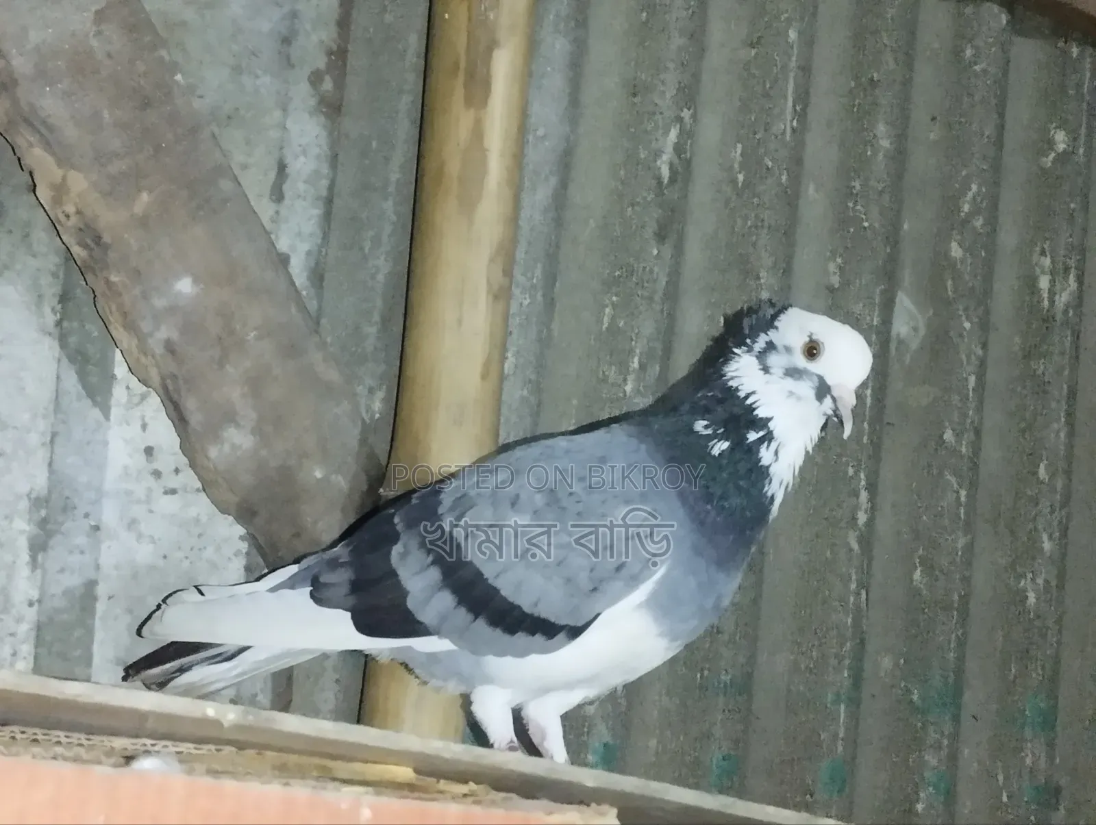 কালারিং কবুতর