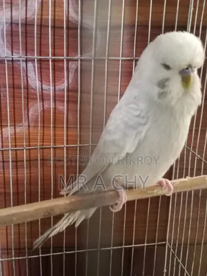 English Budgerigar Male