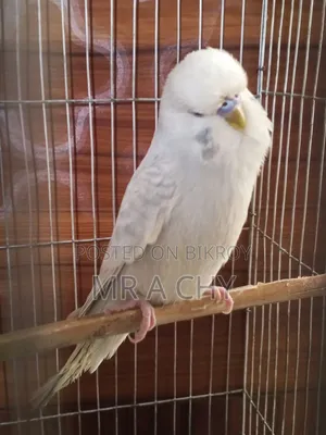 English Budgerigar Male