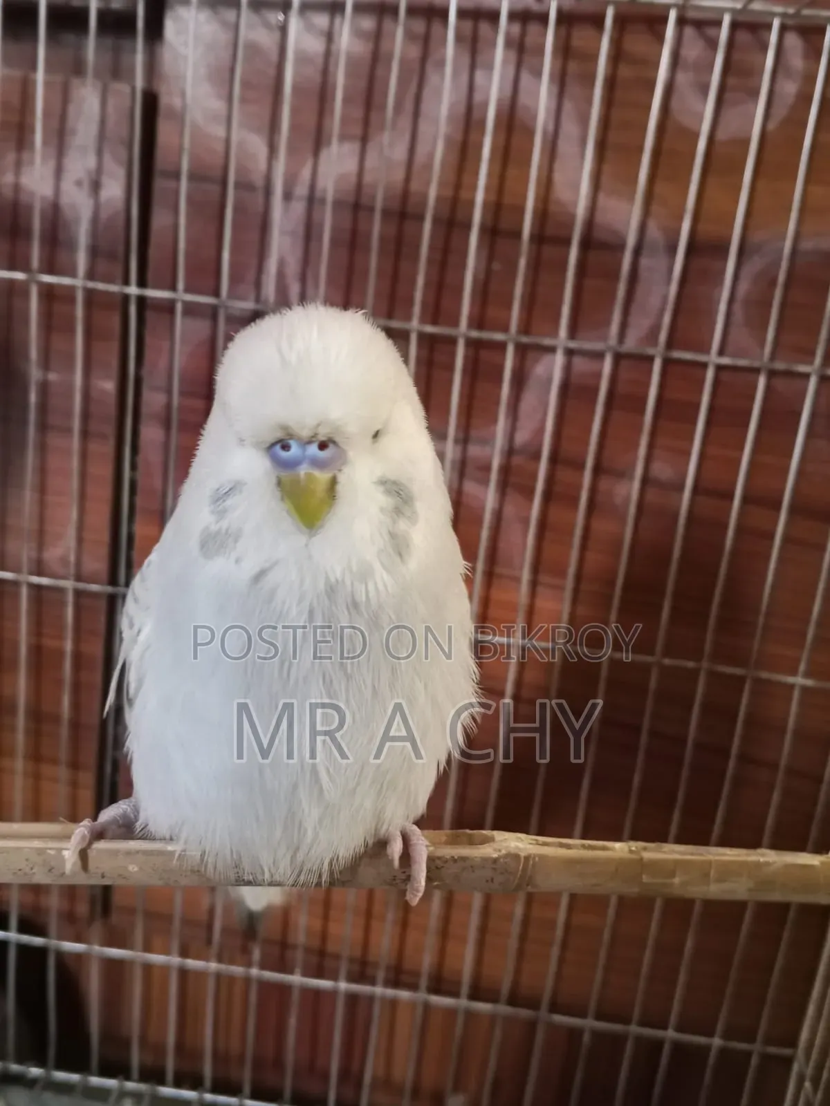 English Budgerigar Male