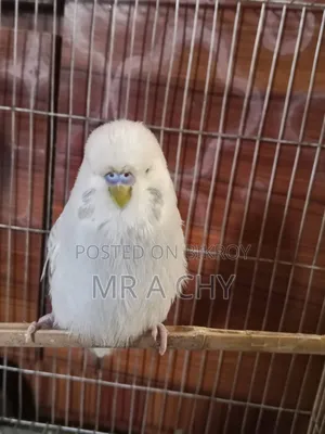 English Budgerigar Male