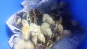কিছু জায়ান্ট কোয়েল পাখি আছে