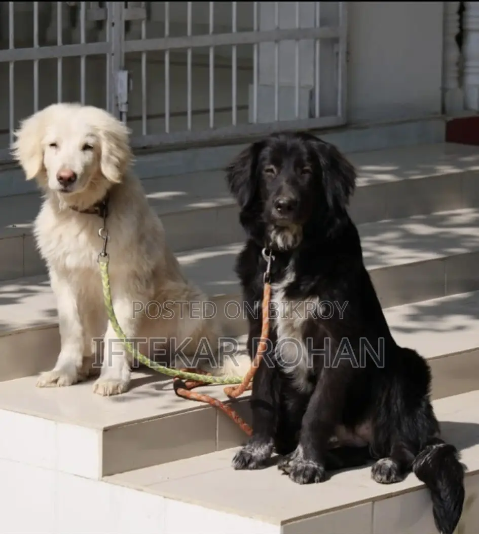 1+ Year Male Purebred Golden Retriever