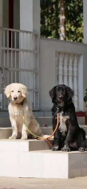 1+ Year Male Purebred Golden Retriever