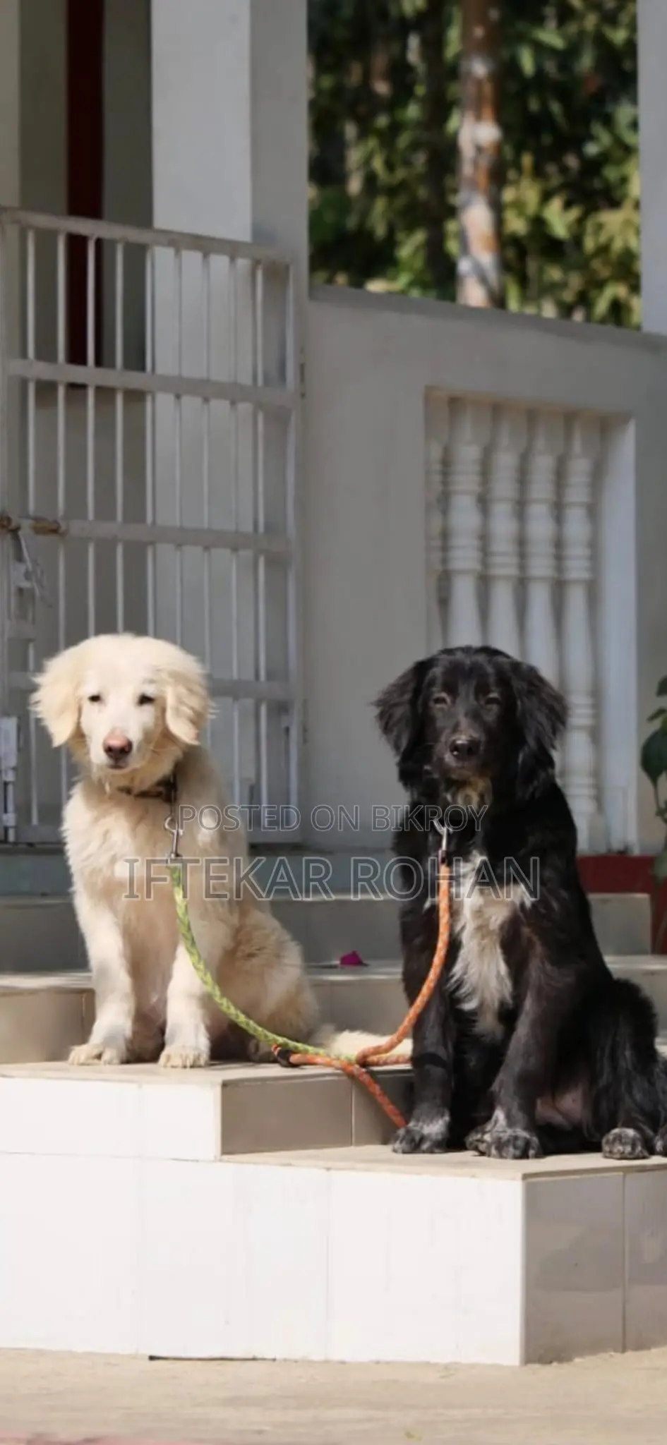 1+ Year Male Purebred Golden Retriever