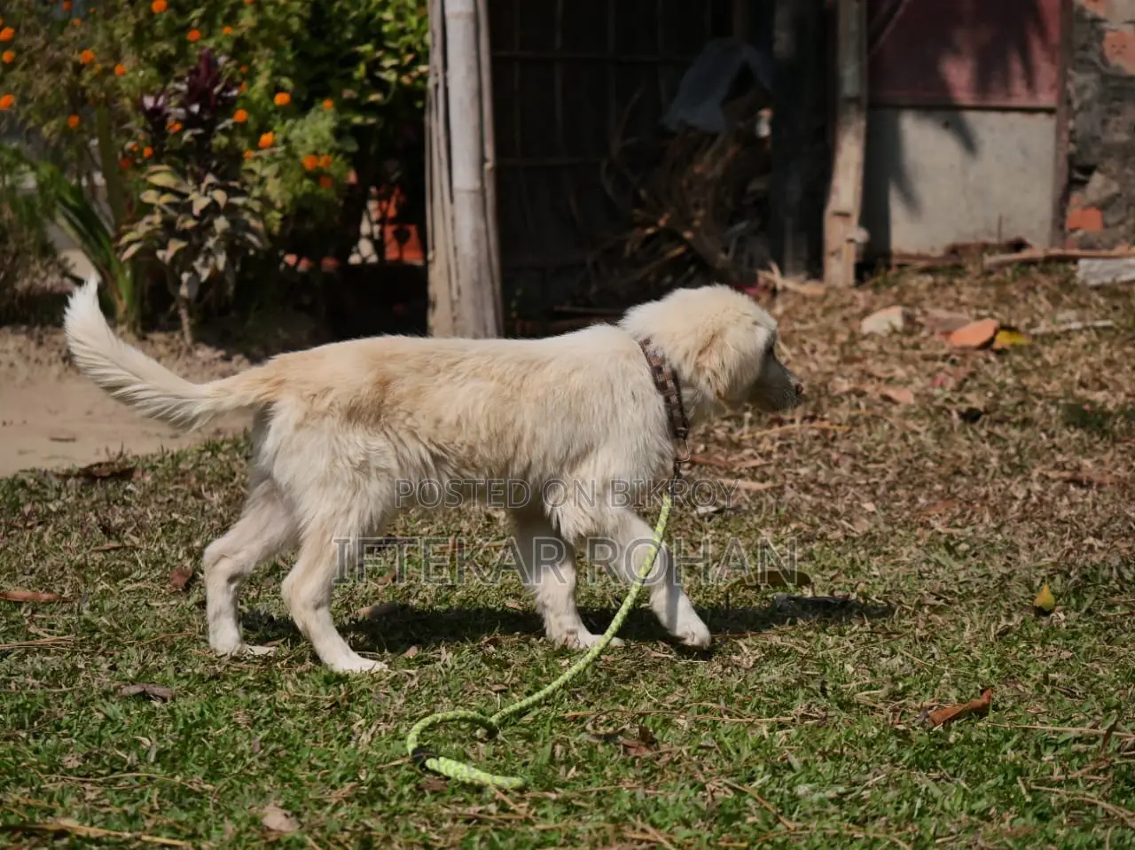 1+ Year Male Purebred Golden Retriever