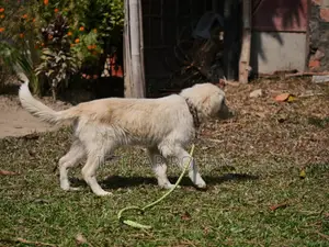 1+ Year Male Purebred Golden Retriever