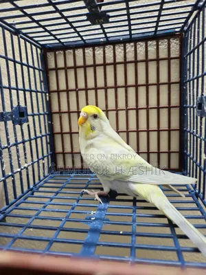 Fallow Bujigar