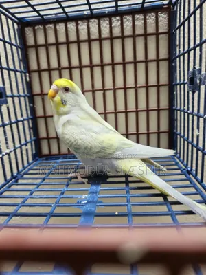 Fallow Bujigar