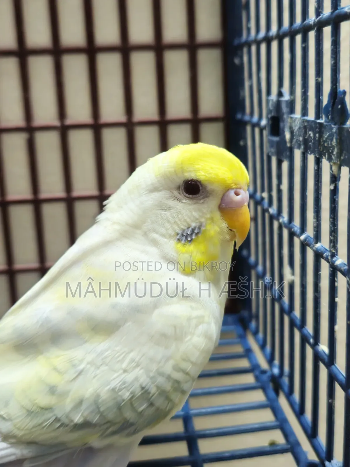 Fallow Bujigar