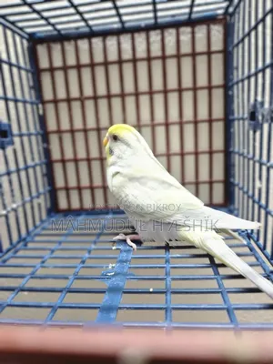 Fallow Bujigar