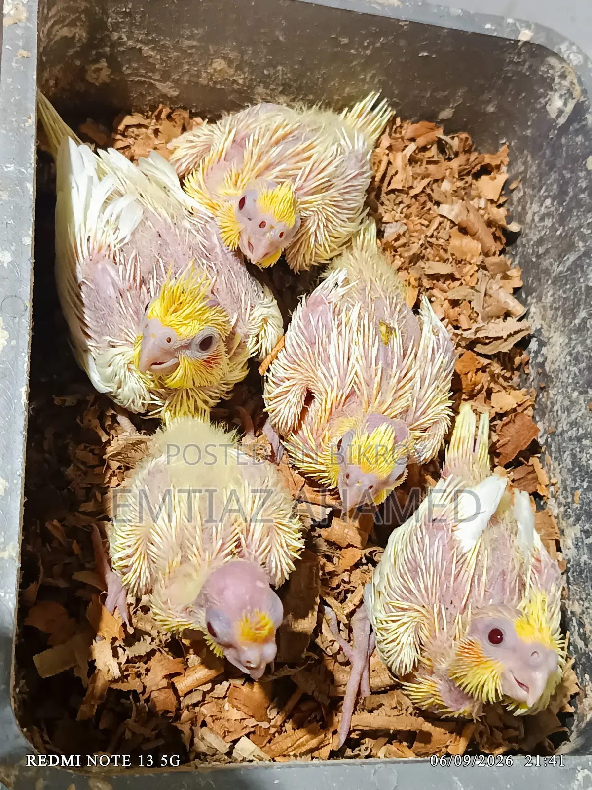 টেম সাইজ লুটিনো ককাটেল বেবী বিক্রি করা হবে