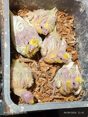 টেম সাইজ লুটিনো ককাটেল বেবী বিক্রি করা হবে
