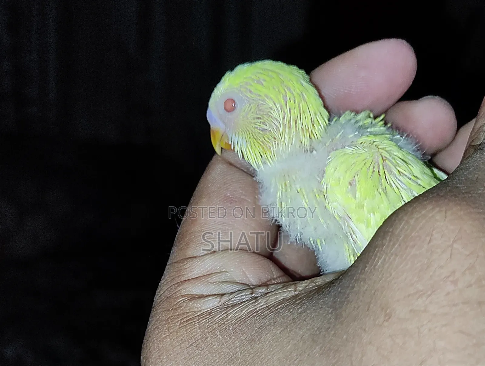 বাজারিগার পাখি