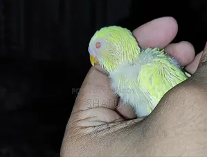 বাজারিগার পাখি