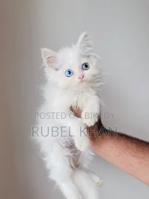 1-3 Months Male Purebred Persian