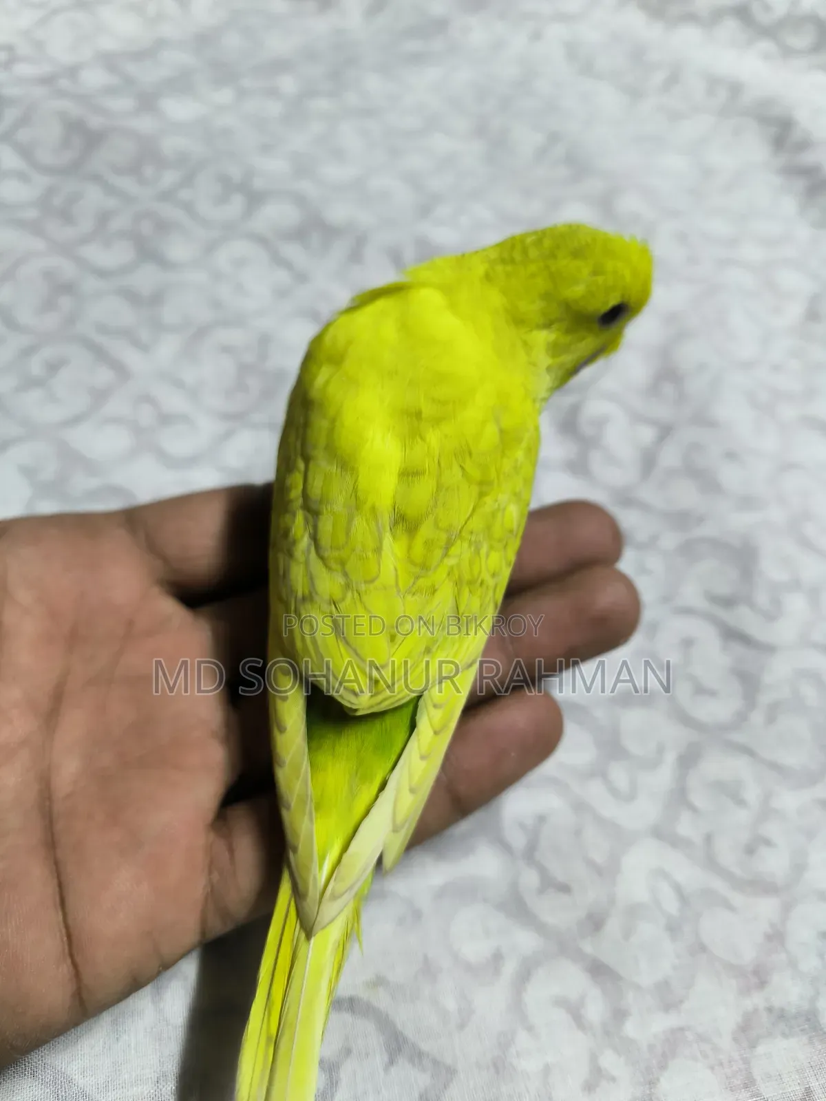 বাজিগর পাখি