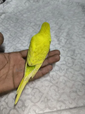 বাজিগর পাখি