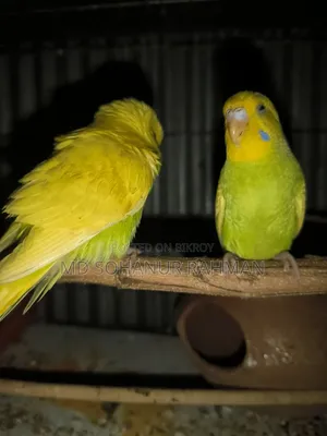 বাজিগর পাখি