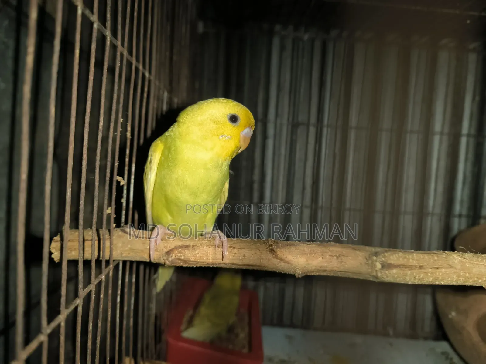 বাজিগর পাখি