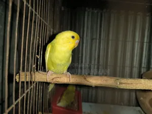 বাজিগর পাখি