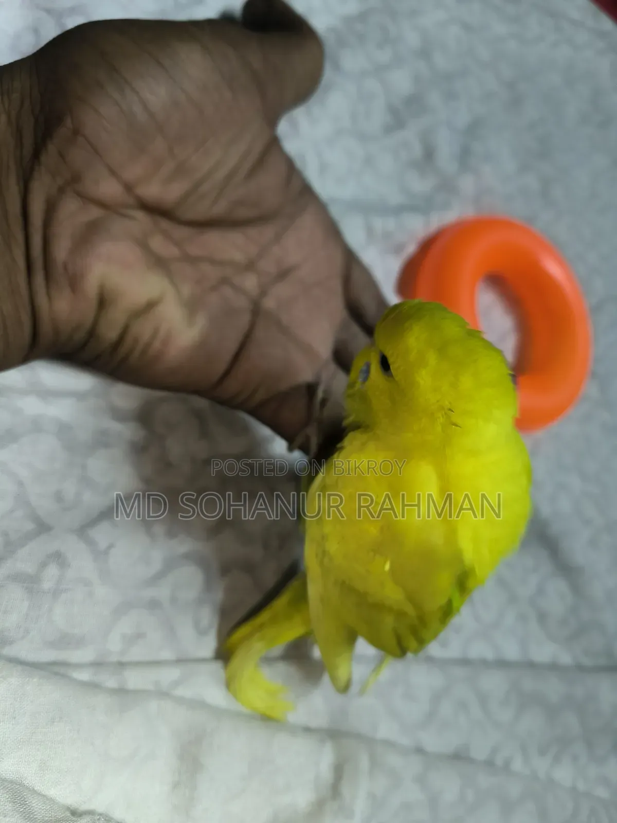 বাজিগর পাখি