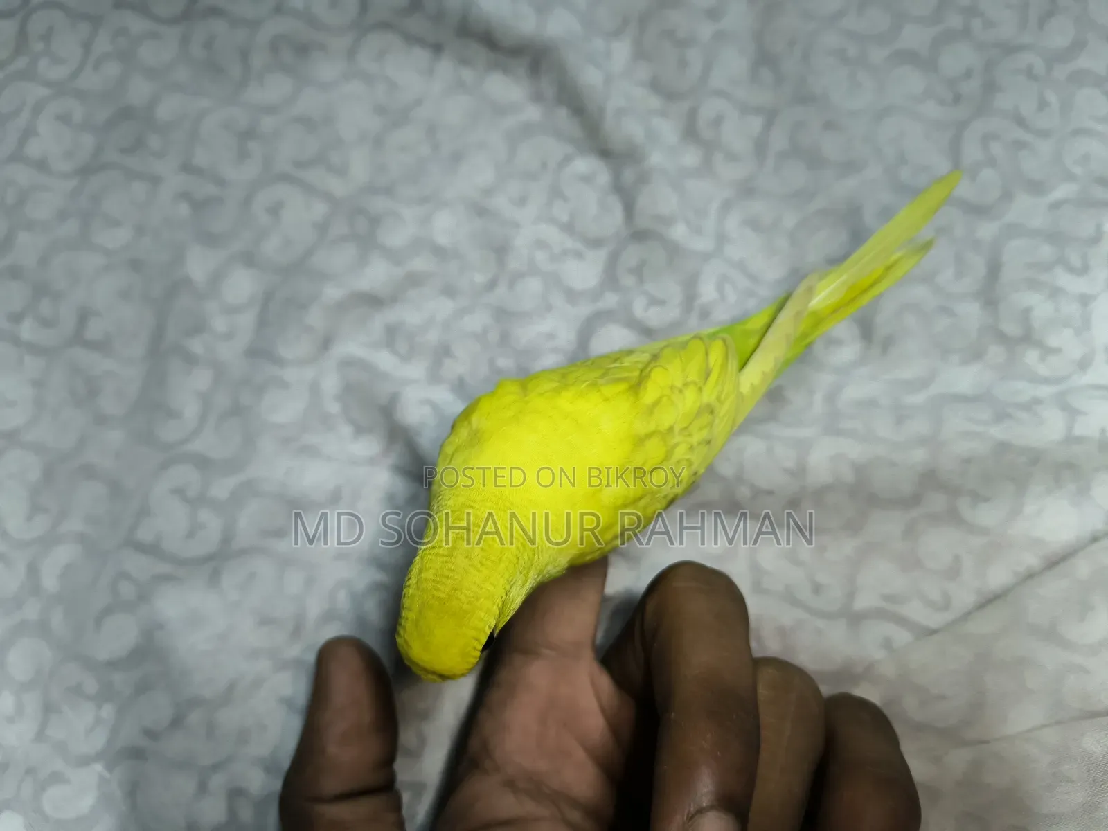 বাজিগর পাখি